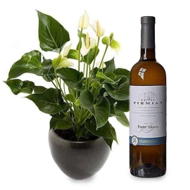 Housewarming Plant and Wine Gift Set