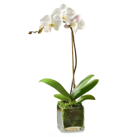Timeless White Orchid