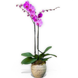 The Pink Majesty Orchid