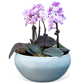 Tranquil Trio Orchids