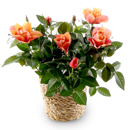 Cesta con dijes de cítricos