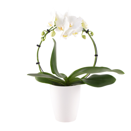 Exhibición floral de sofisticación simple