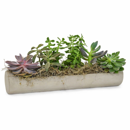 Impresionantes suculentas